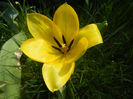 Tulipa Candela (2013, April 13)