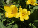 Tulipa Candela (2013, April 13)