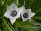 Tulip Alba Coerulea Oculata (2013, Apr.12)