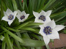 Tulip Alba Coerulea Oculata (2013, Apr.12)