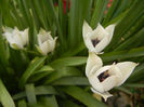 Tulip Alba Coerulea Oculata (2013, Apr.12)