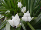 Tulip Alba Coerulea Oculata (2013, Apr.12)