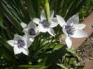 Tulip Alba Coerulea Oculata (2013, Apr.13)