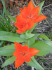 Tulipa Praestans Fusilier (2013, April 13)