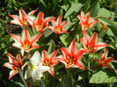 Tulipa Pinocchio (2013, April 13)