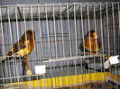 CANARI LA CUIB 2013 107