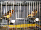 CANARI LA CUIB 2013 108