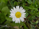 Bellis perennis (2013, April 12)