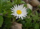 Bellis perennis (2013, April 12)