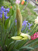 Daffodil bud (2013, April 09)