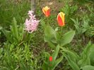Spring colors (2013, April 09)