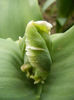Tulipa Parrot (2013, April 09)