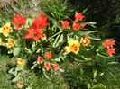 Tulip garden (2013, April 11)