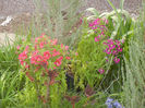 Red & Purple Schizanthus (2013, April 12)