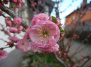 Prunus triloba (2013, April 12)