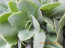 DSCN2943