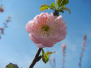 Prunus triloba (2013, April 13)
