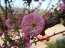 Prunus triloba (2013, April 13)