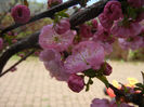 Prunus triloba (2013, April 13)