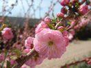 Prunus triloba (2013, April 13)