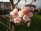 Prunus persica Davidii (2013, April 12)