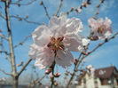 Prunus persica Davidii (2013, April 13)