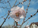 Prunus persica Davidii (2013, April 13)