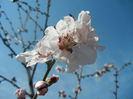 Prunus persica Davidii (2013, April 13)