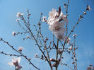 Prunus persica Davidii (2013, April 13)