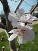 Prunus persica Davidii (2013, April 13)