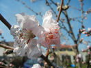 Prunus persica Davidii (2013, April 13)