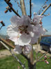 Prunus persica Davidii (2013, April 13)