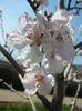 Prunus persica Davidii (2013, April 13)