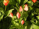 Tulipa Toronto (2013, April 12)