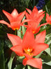 Tulipa Toronto (2013, April 13)