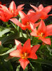 Tulipa Toronto (2013, April 13)