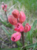 Hyacinthus Hollyhock (2013, April 13)