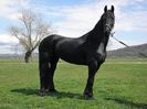 IAPA FRIESIAN