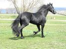 IAPA FRIESIAN