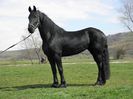 IAPA FRIESIAN