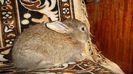 SAM_4570