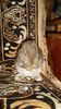 SAM_4574