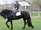 IAPA FRIESIAN