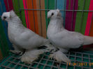 Perechea 7