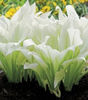 hosta white_feather