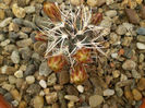 Echinocereus davisii