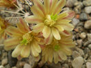 Echinocereus davisii