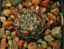 Mammillaria longiflora