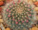 Mammillaria bocasana v. roseiflora