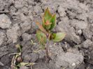 butas aronia